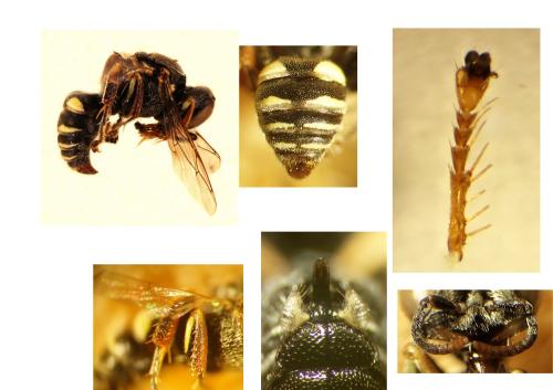 Oxybelus haemorrhoidalis